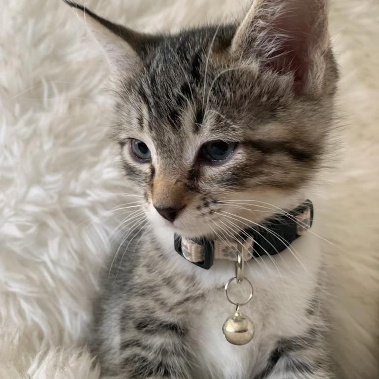 Benedict, ADOPTABLE, Kitten Male Tabby.