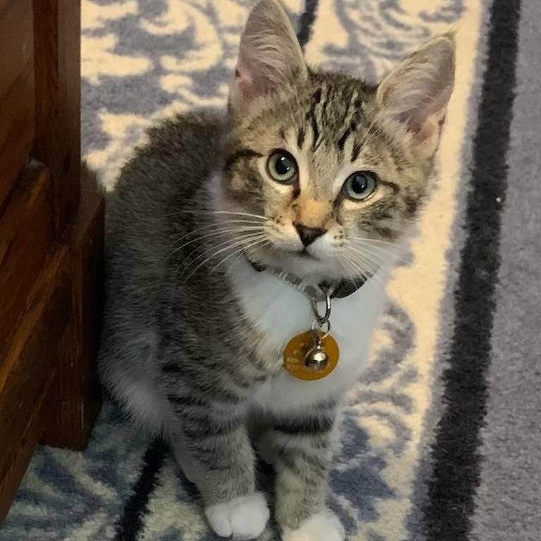 Enlarge Benedict, an adoptable Tabby in Pasco, WA image 1/6