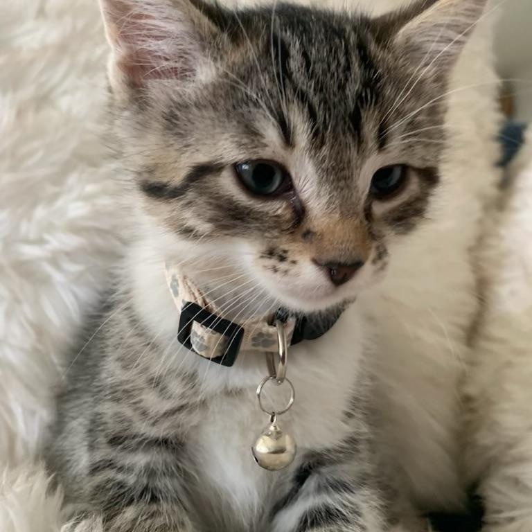 Enlarge Benedict, a ADOPTABLE Tabby in Pasco, WA image 2/6