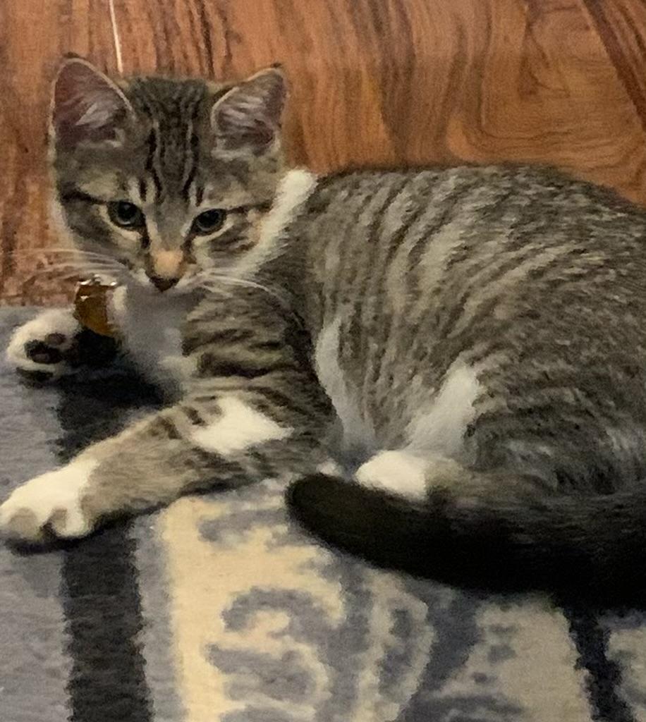 Enlarge Benedict, an adoptable Tabby in Pasco, WA image 2/6