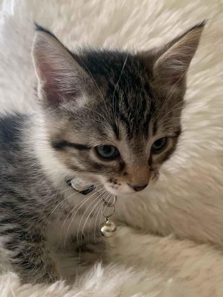 Enlarge Benedict, a ADOPTABLE Tabby in Pasco, WA image 3/6