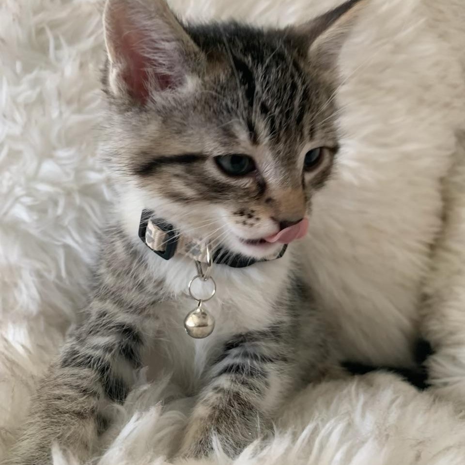 Enlarge Benedict, a ADOPTABLE Tabby in Pasco, WA image 5/6