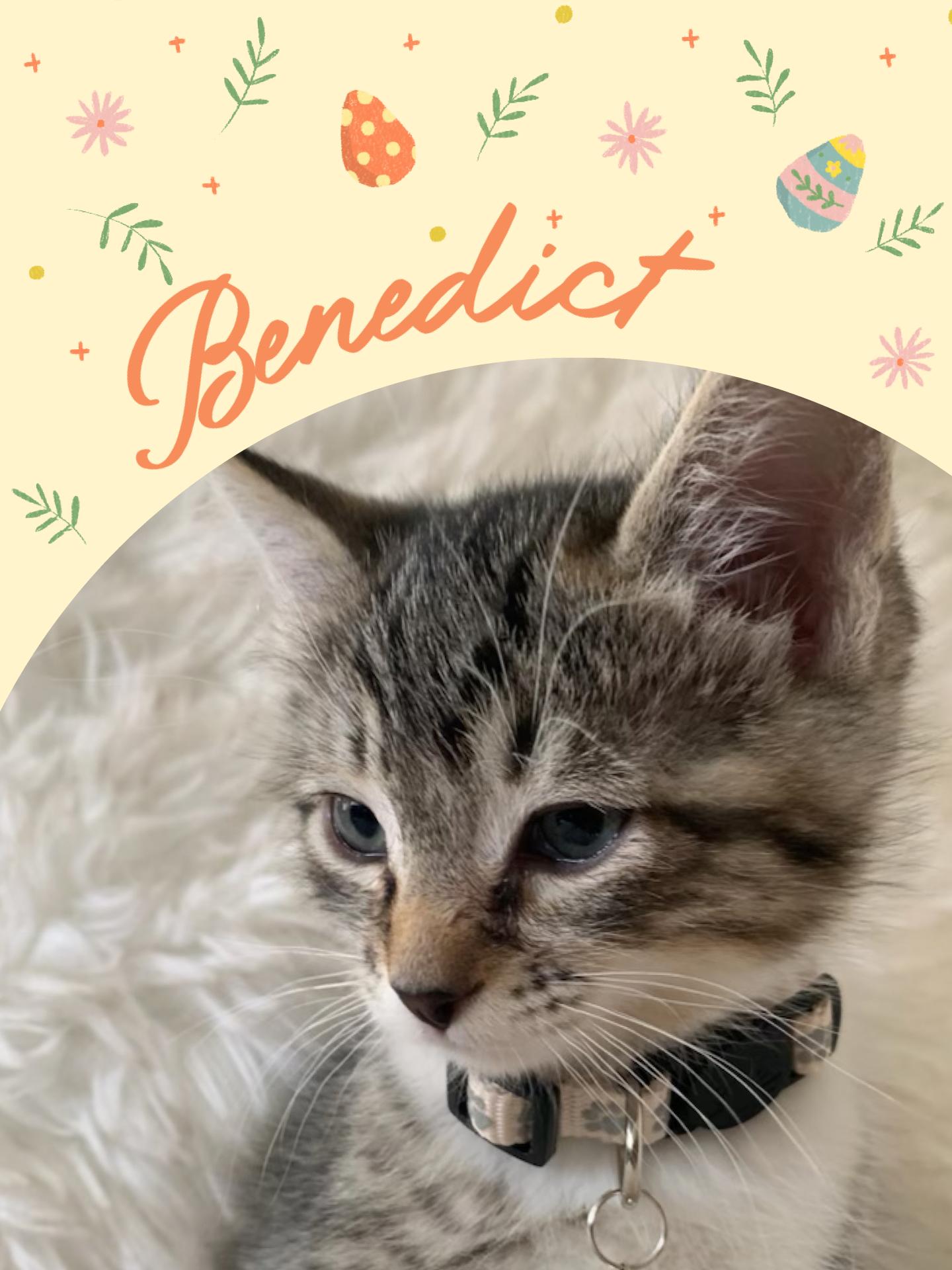 Enlarge Benedict, a ADOPTABLE Tabby in Pasco, WA image 6/6