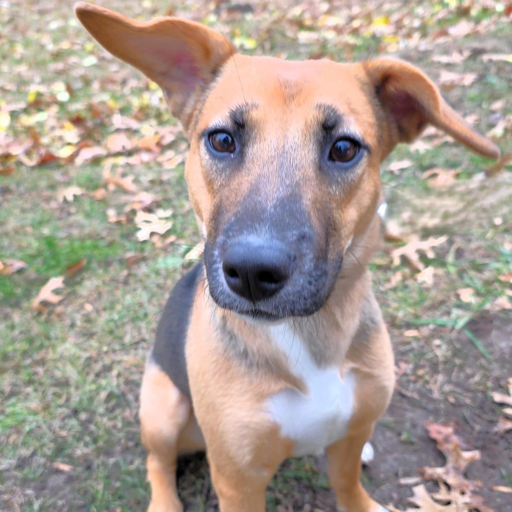 Twix, Adoptable, Young Female Beagle & Mixed Breed.