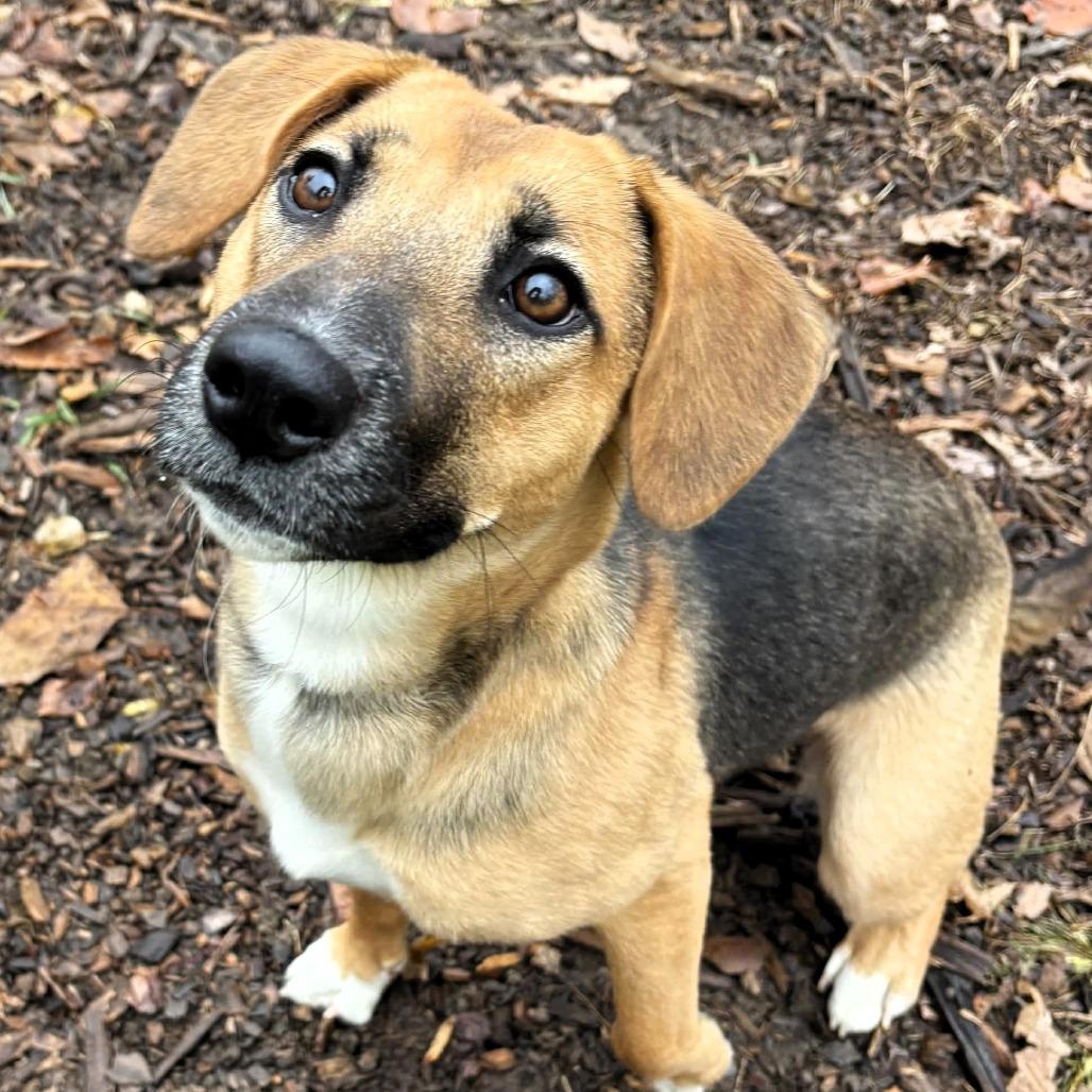 Enlarge Twix, a Adoptable mixed breed in Michigan City, IN image 2/6
