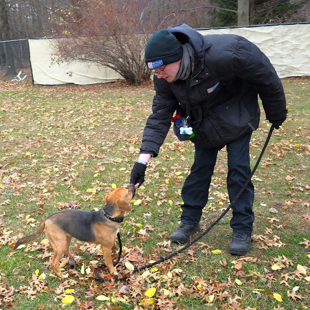 Enlarge Twix, a Adoptable mixed breed in Michigan City, IN image 3/6