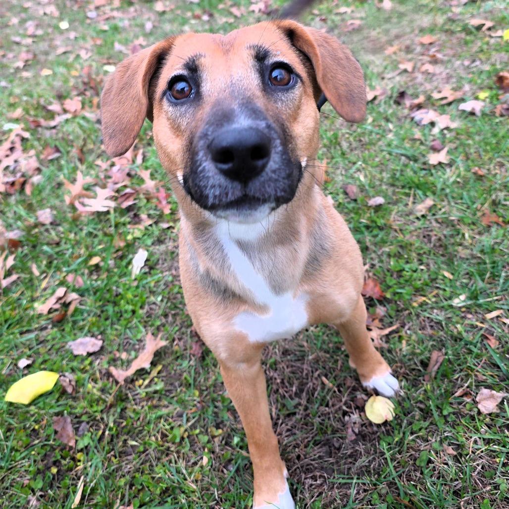 Enlarge Twix, a Adoptable mixed breed in Michigan City, IN image 4/6