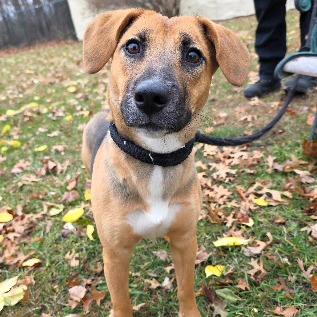 Enlarge Twix, a Adoptable mixed breed in Michigan City, IN image 5/6