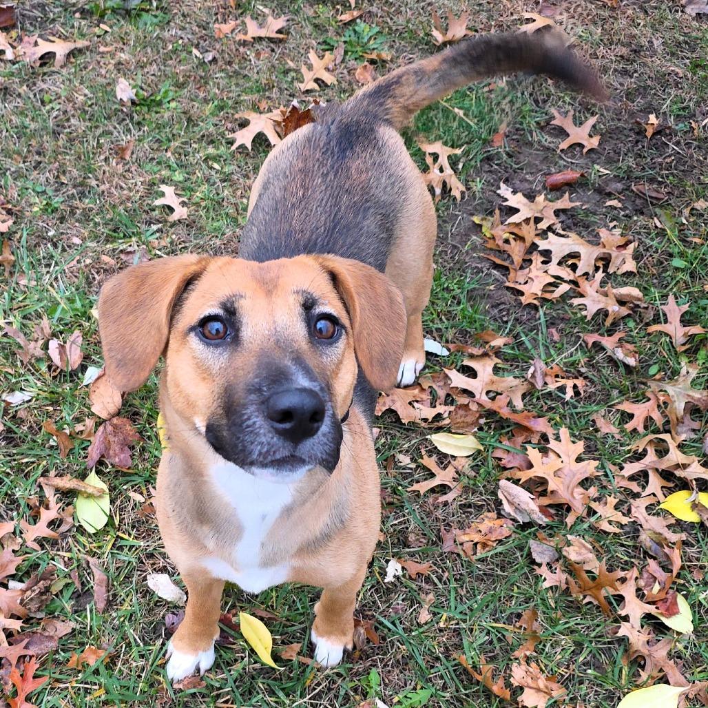 Enlarge Twix, a Adoptable mixed breed in Michigan City, IN image 6/6