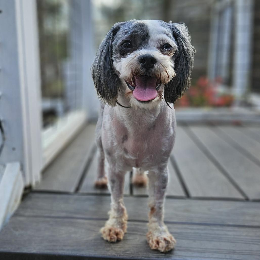 Diamond, Adoptable, Adult Female Shih Tzu & Maltese.