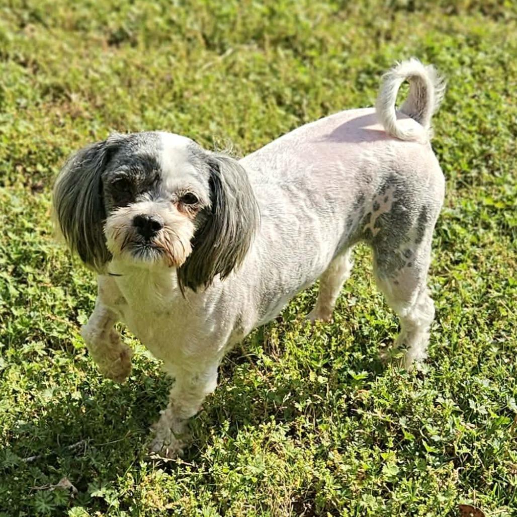 Enlarge Diamond, a Adoptable mixed breed in Griswold, CT image 2/6