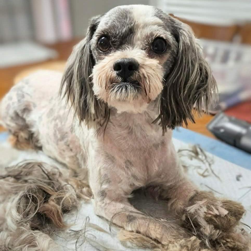 Enlarge Diamond, a Adoptable mixed breed in Griswold, CT image 3/6