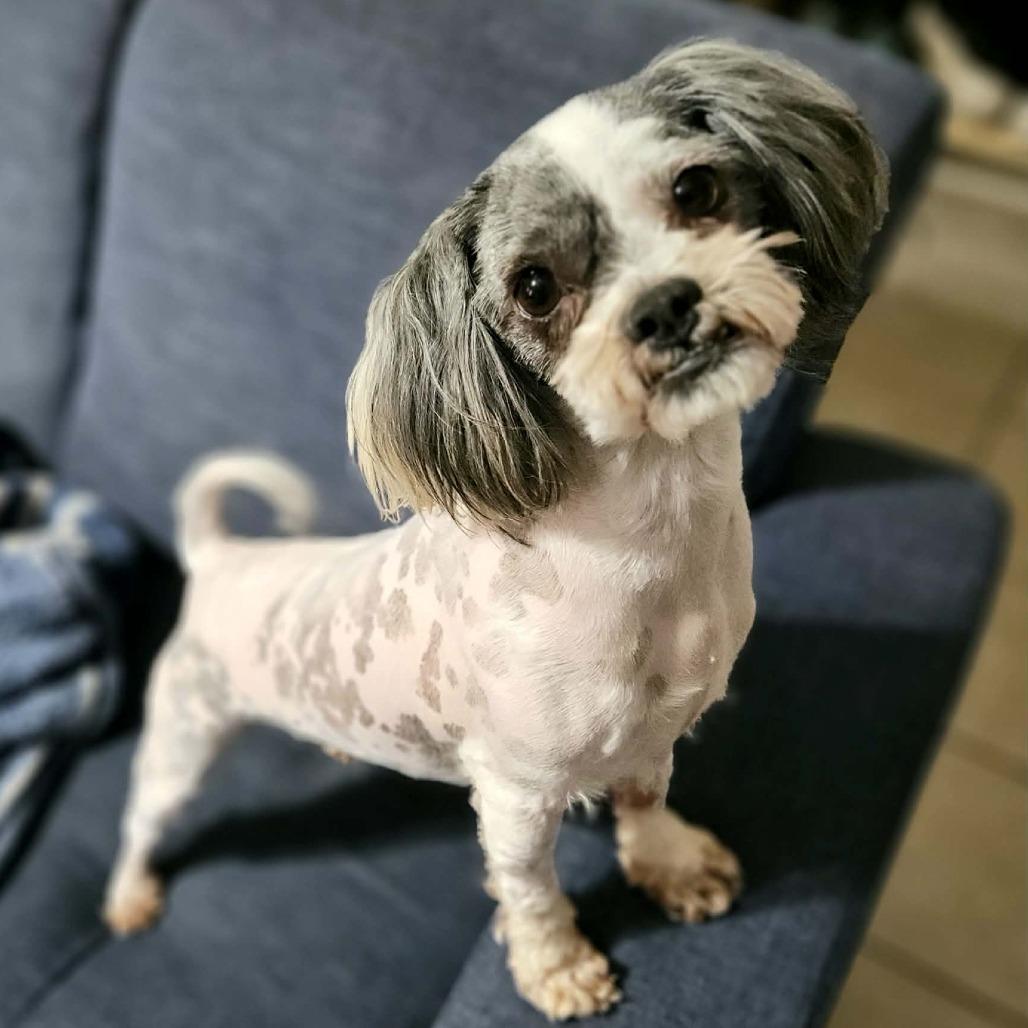 Enlarge Diamond, a Adoptable mixed breed in Griswold, CT image 4/6