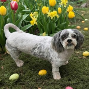 Enlarge Diamond, a Adoptable mixed breed in Griswold, CT image 5/6