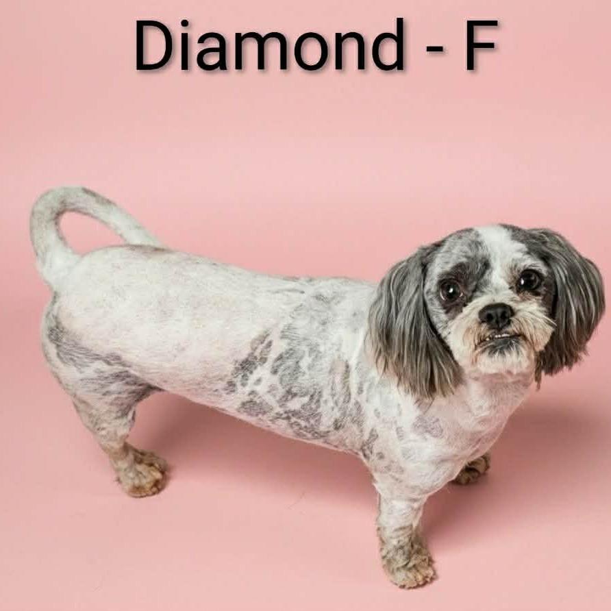 Enlarge Diamond, a Adoptable mixed breed in Griswold, CT image 6/6