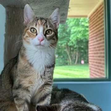 Enlarge Rey, a Adopted Calico in Fairfax Station, VA image 1/7