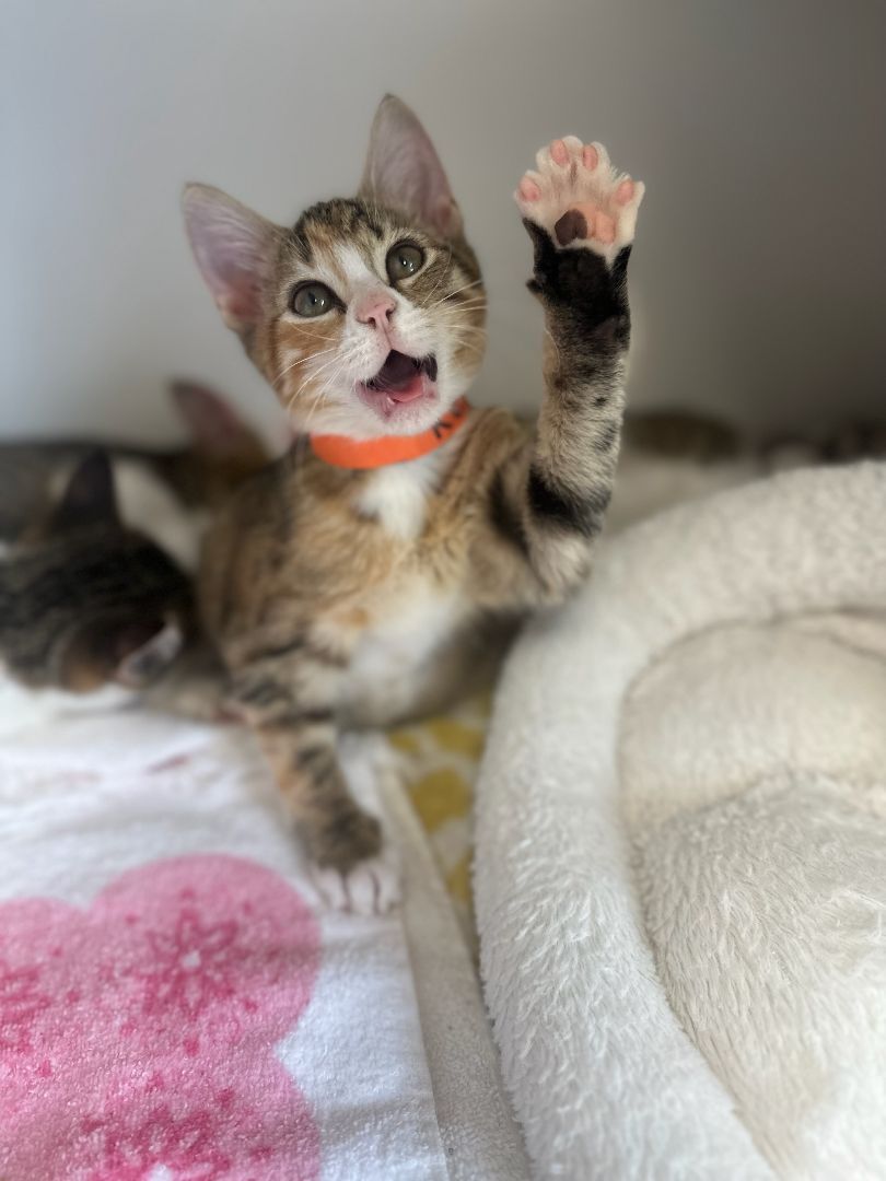 Enlarge Rey, a Adopted Calico in Fairfax Station, VA image 2/7
