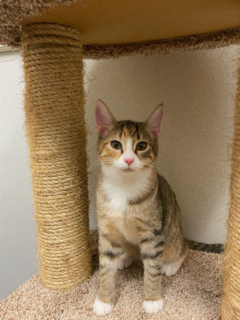 Enlarge Rey, a Adopted Calico in Fairfax Station, VA image 3/7