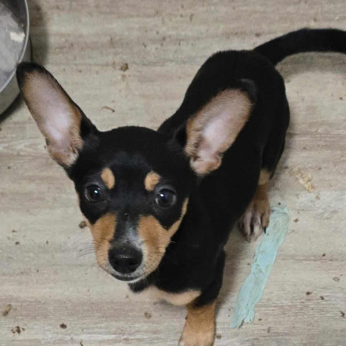 Teddy