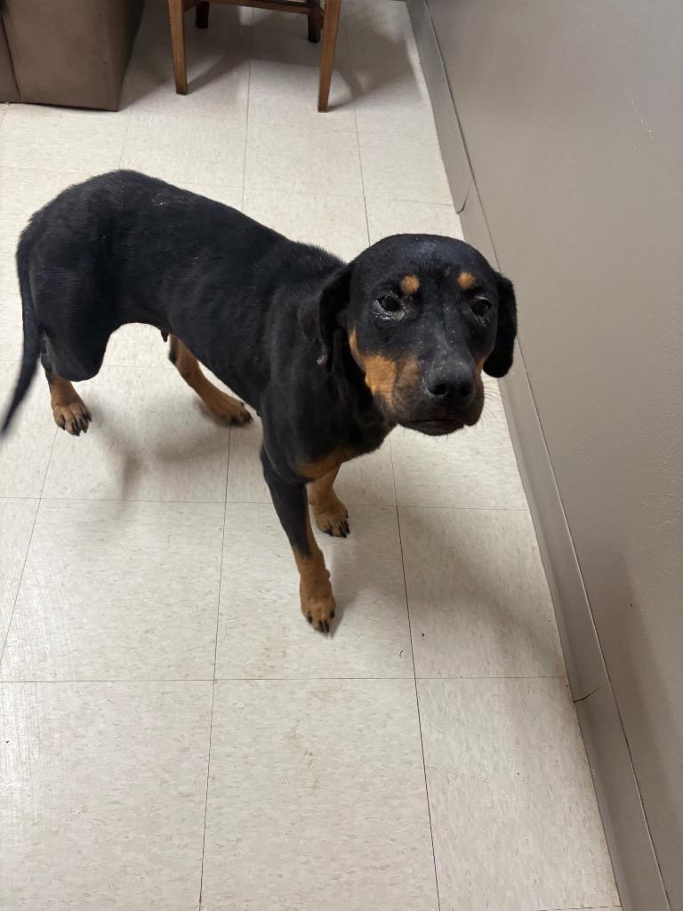 Enlarge Madea, a Adoptable mixed breed in Fayetteville, TN image 1/2
