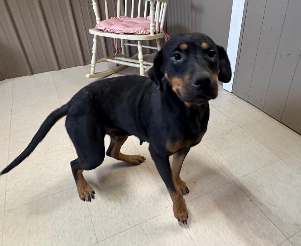 Enlarge Madea, a Adoptable mixed breed in Fayetteville, TN image 2/2