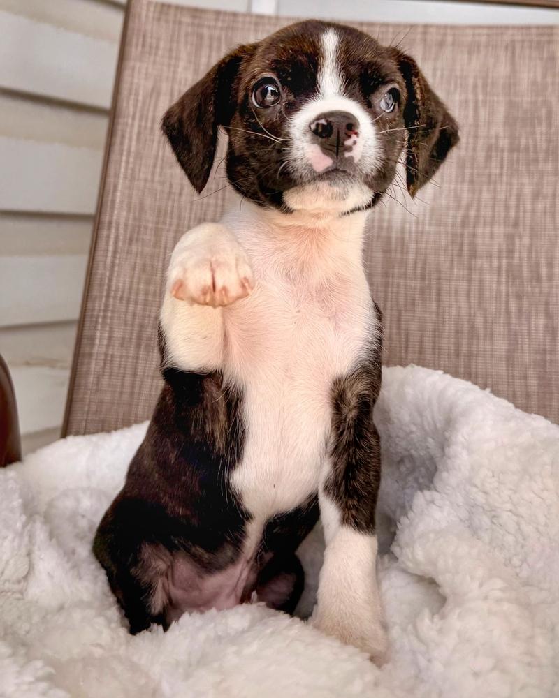 Bosley, Adoptable, Puppy Male Boston Terrier & Beagle.