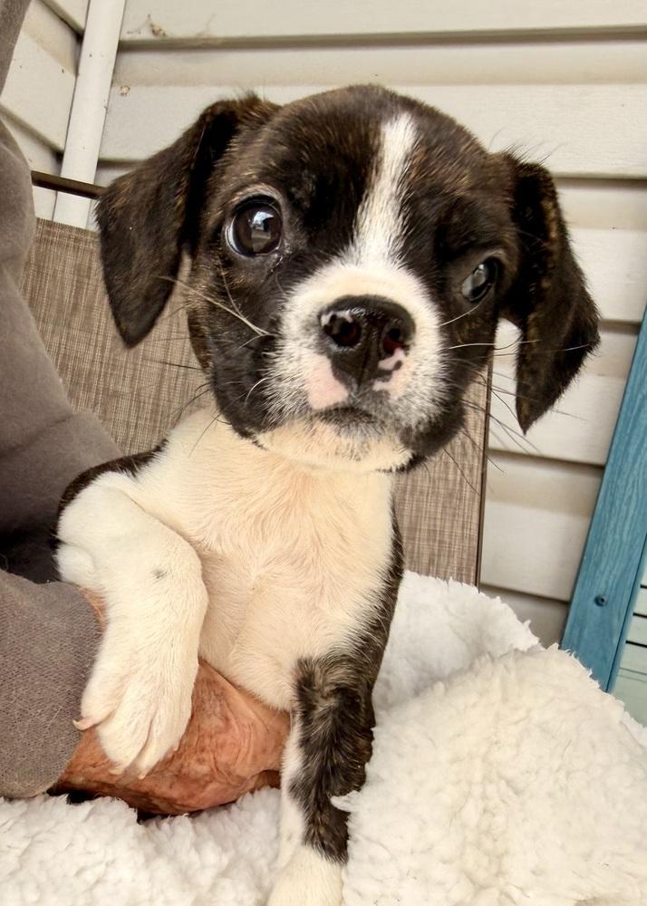 Enlarge Bosley, a Adoptable mixed breed in Troy, IL image 2/5