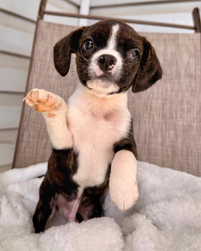 Enlarge Bosley, a Adoptable mixed breed in Troy, IL image 3/5