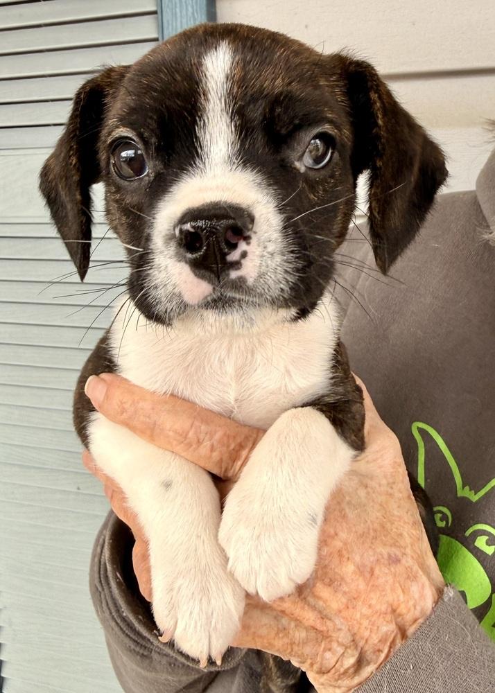Enlarge Bosley, a Adoptable mixed breed in Troy, IL image 4/5