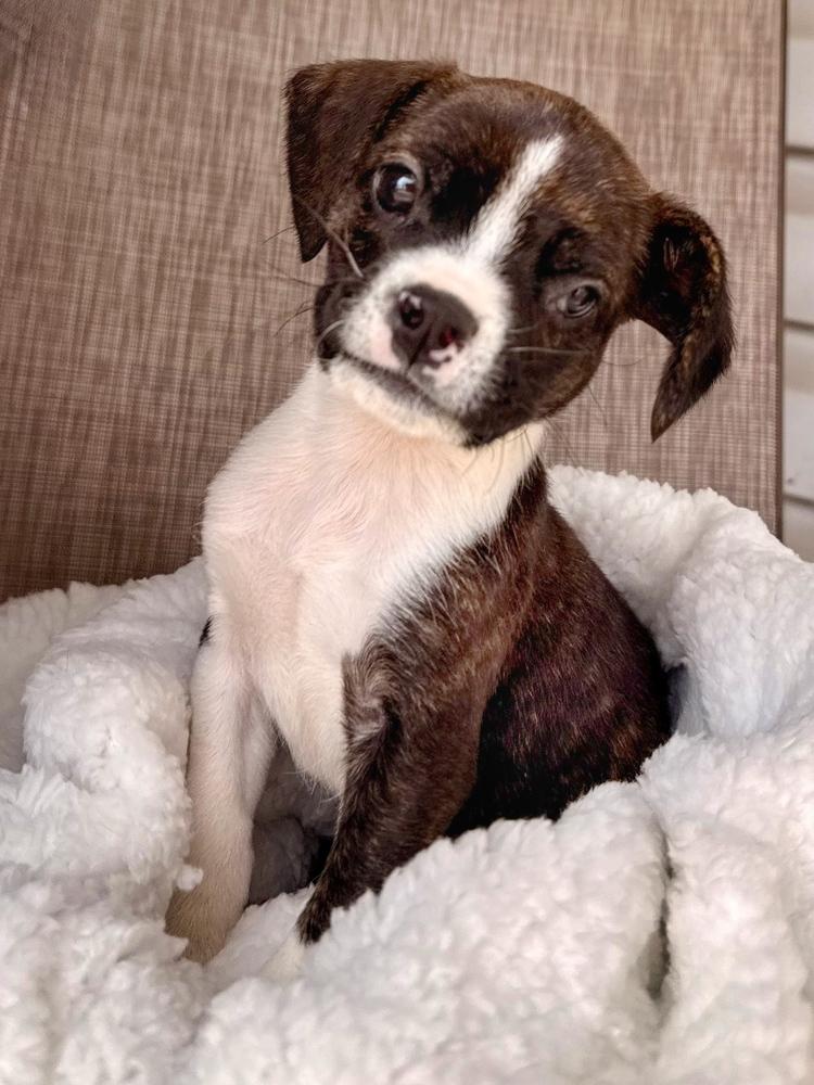 Enlarge Bosley, a Adoptable mixed breed in Troy, IL image 5/5