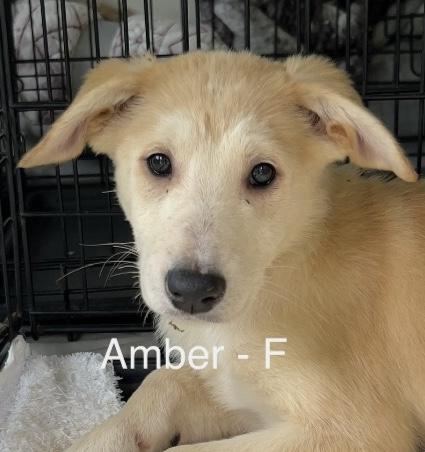 Amber, adoptable, Puppy Female Labrador Retriever & Shepherd.