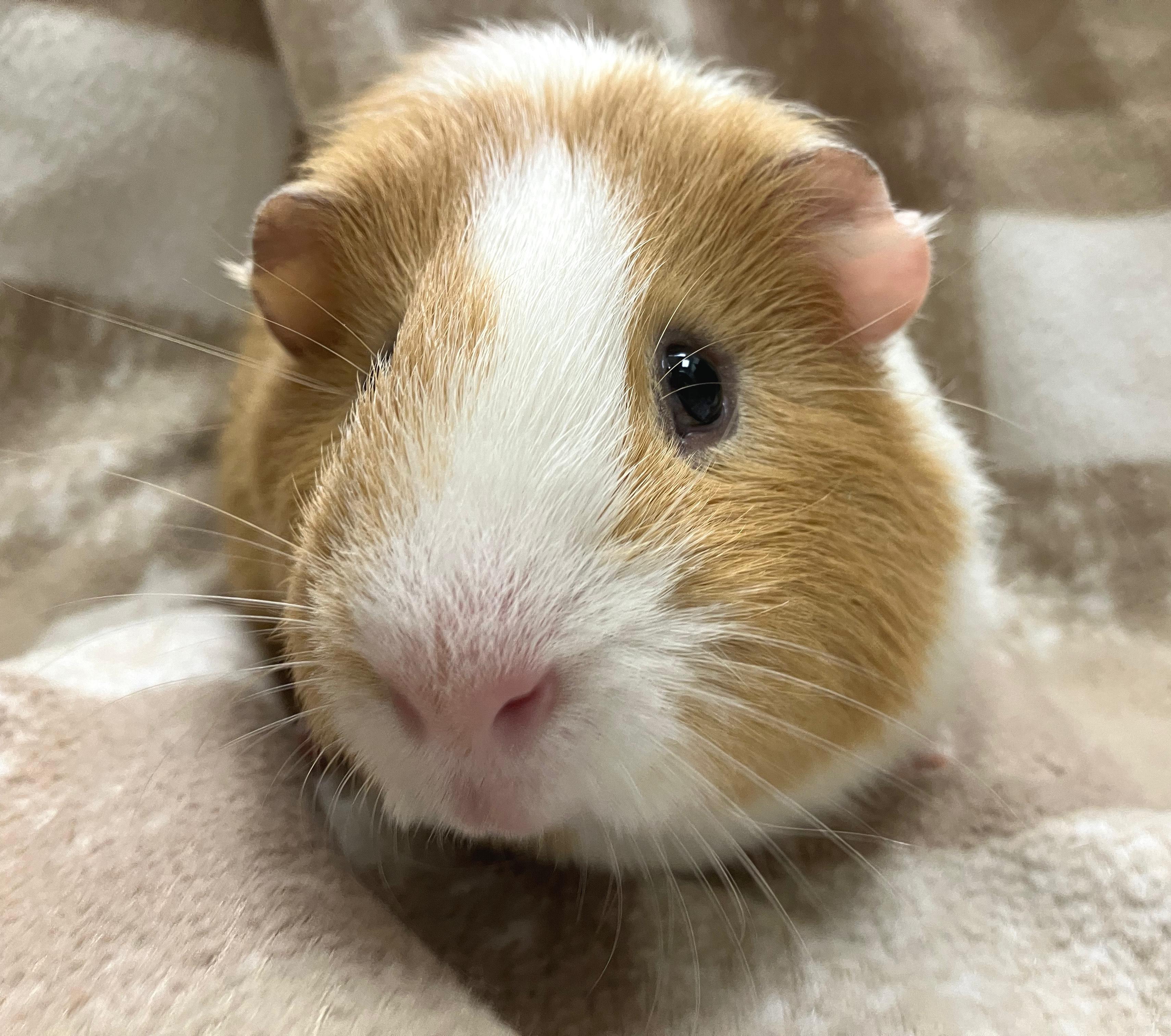 Enlarge Ledi, a Adoptable mixed breed in Oshkosh, WI image 1/3