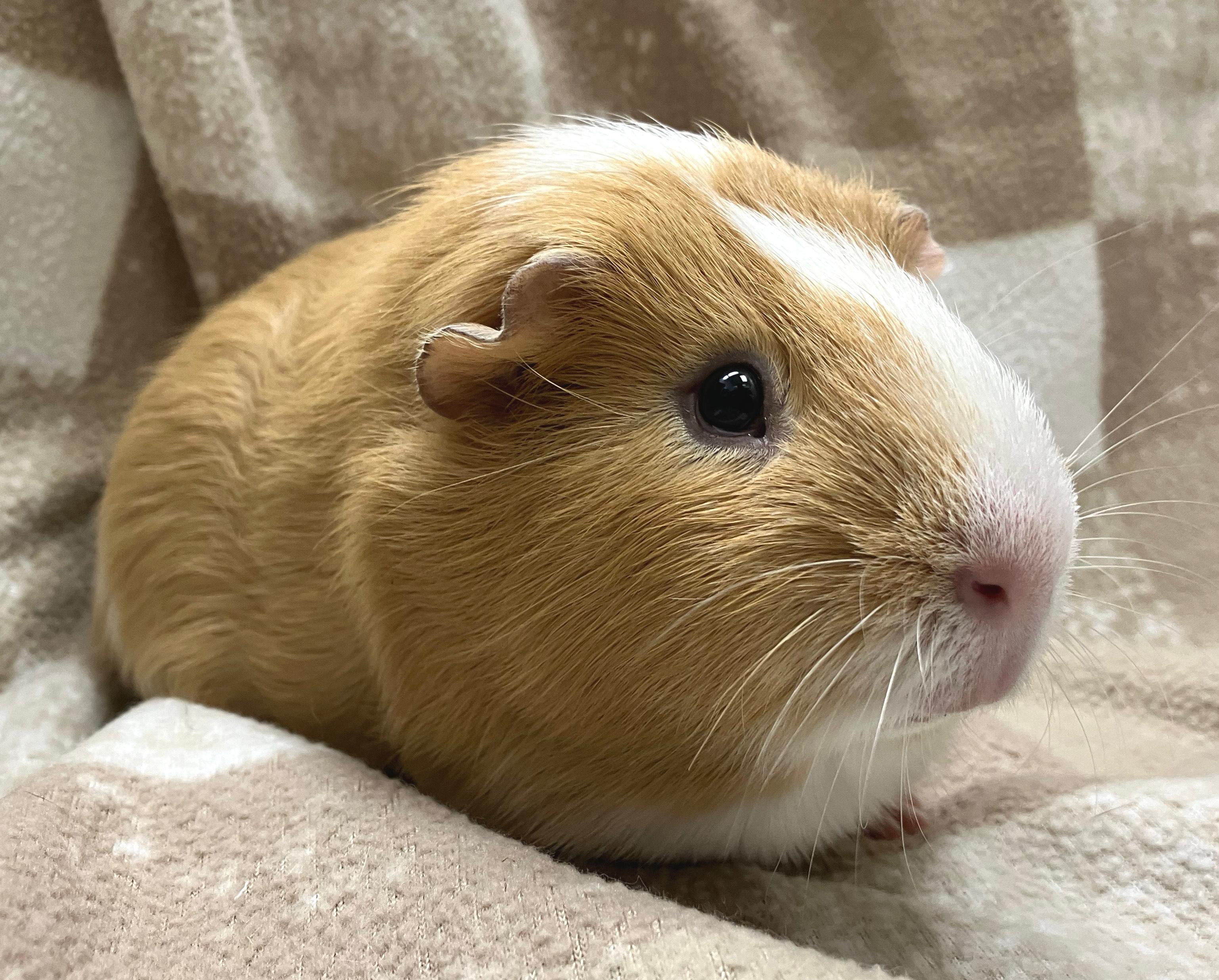 Enlarge Ledi, a Adoptable mixed breed in Oshkosh, WI image 2/3