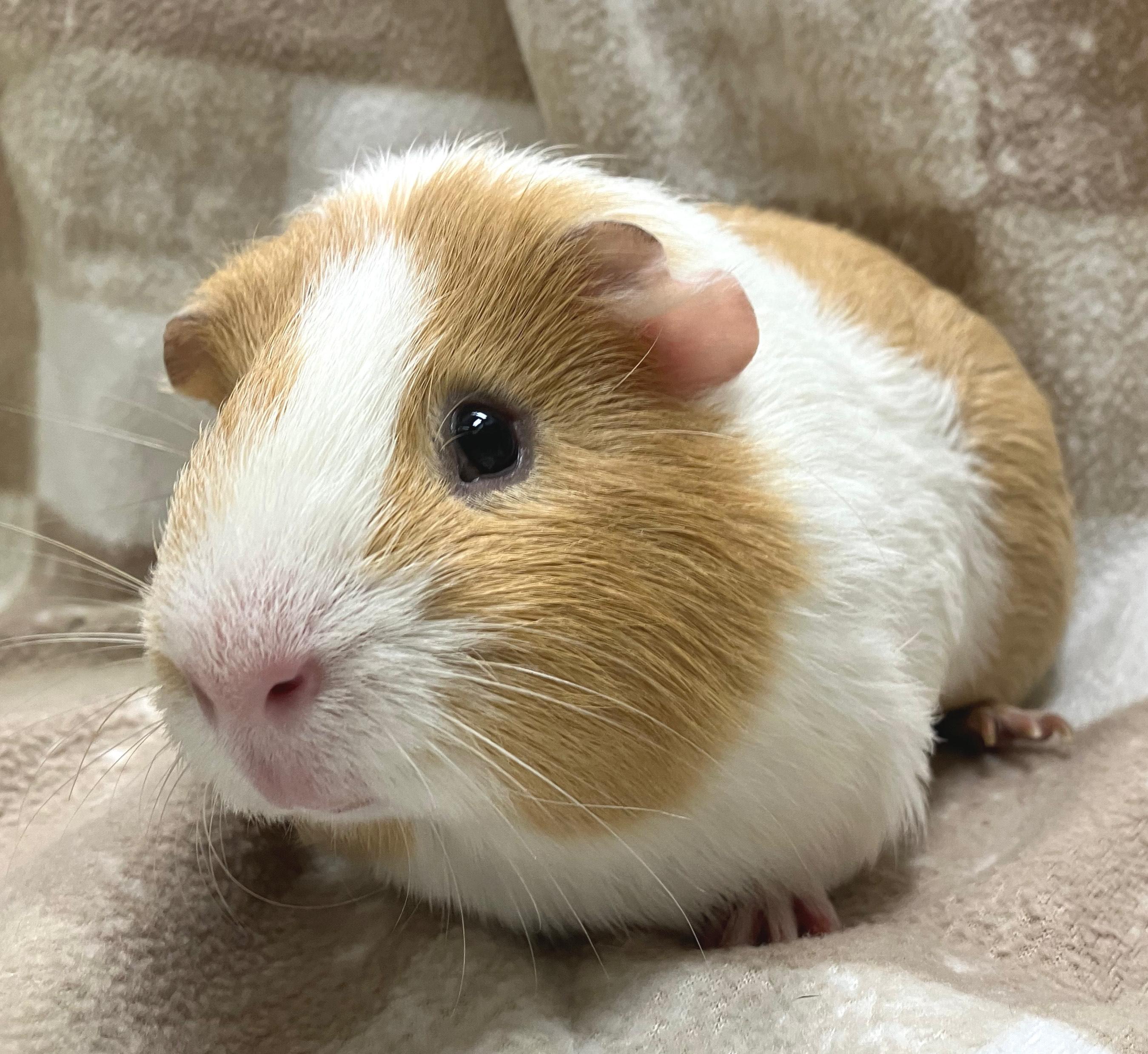 Enlarge Ledi, a Adoptable mixed breed in Oshkosh, WI image 3/3