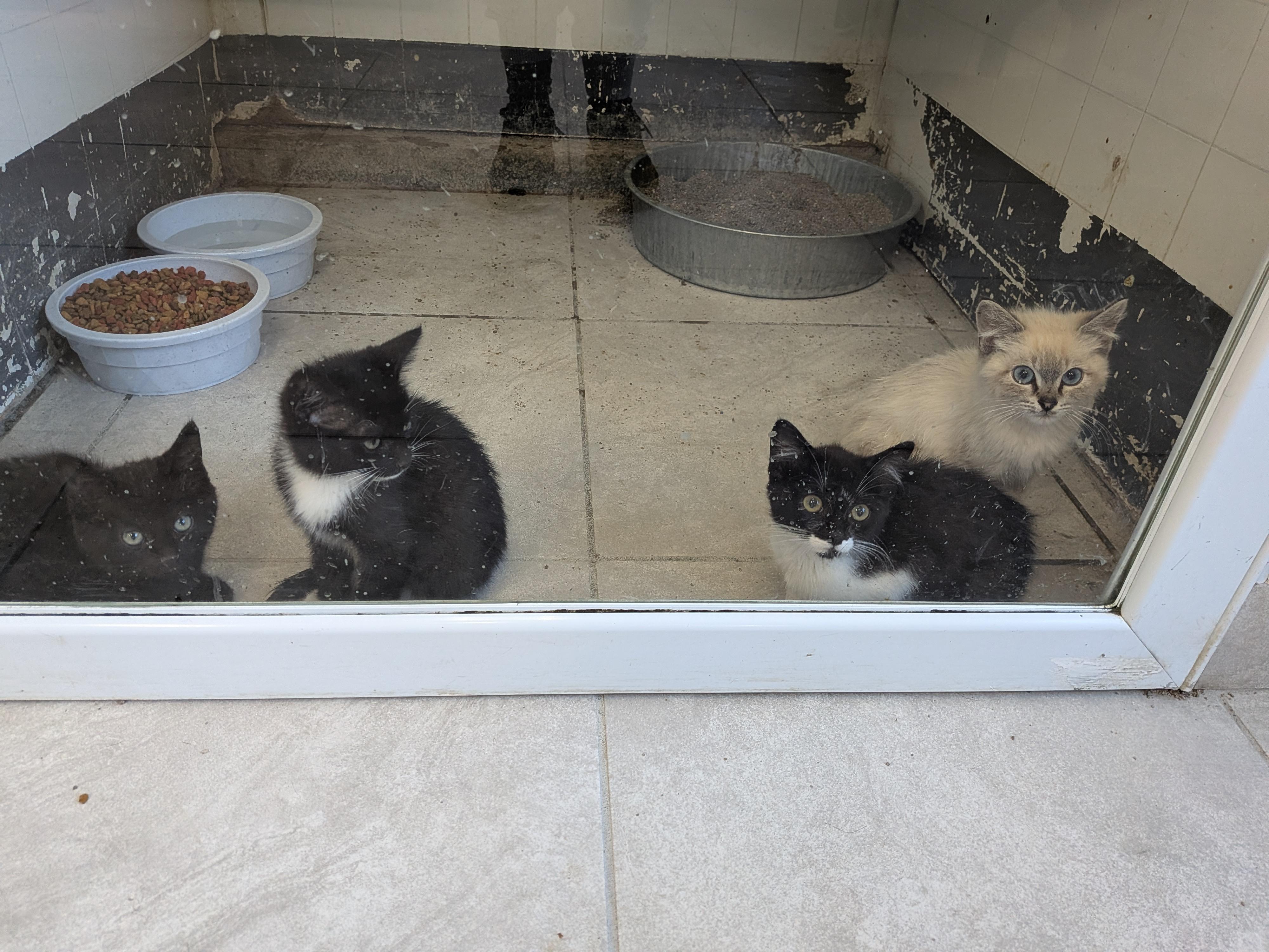 Enlarge Kittens, a Adopted mixed breed in Hermiston, OR image 1/1