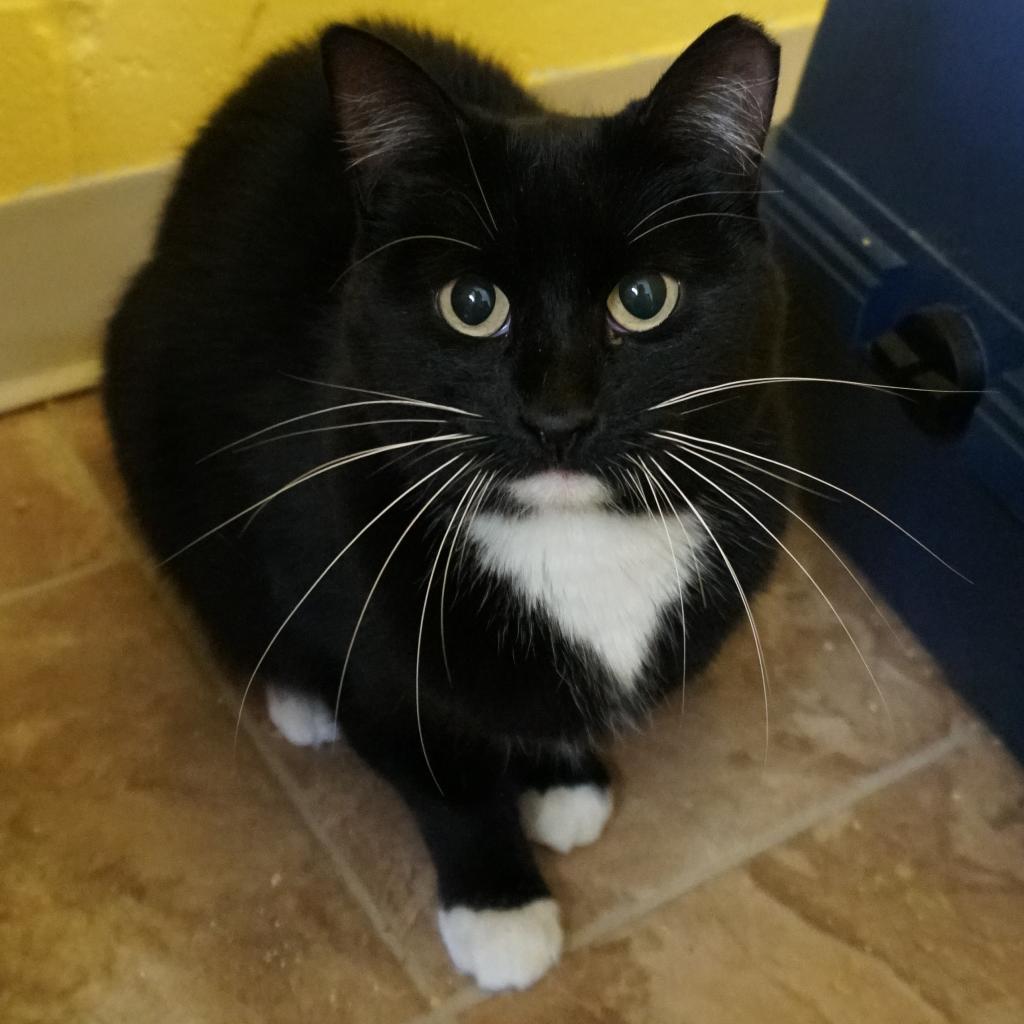 Sammy, Adoptable, Senior Female Domestic Short Hair.