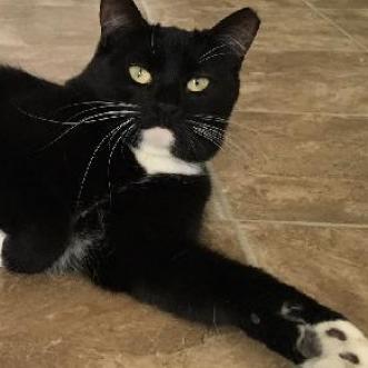 Enlarge Sammy, a Adoptable Domestic Short Hair in Colorado Springs, CO image 2/2