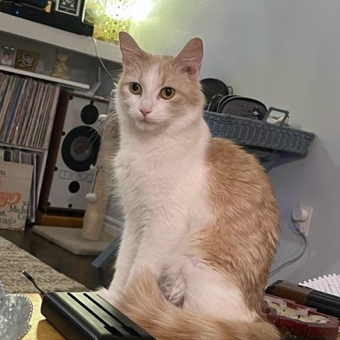 Enlarge Holly, a ADOPTABLE Domestic Short Hair in Caledon, ON image 3/3