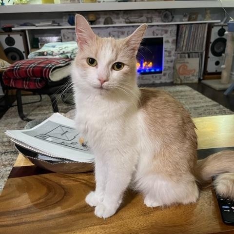 Holly, ADOPTABLE, Adult Female Domestic Short Hair.