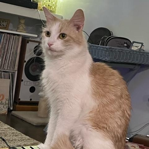 Enlarge Holly, a ADOPTABLE Domestic Short Hair in Caledon, ON image 2/3