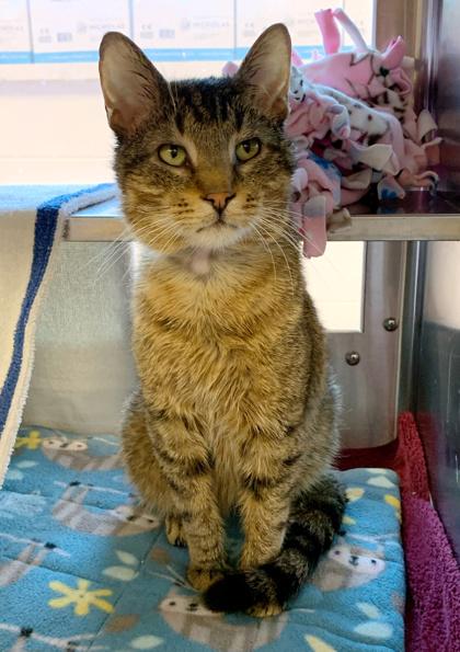 Enlarge Biscuit, a Adoptable mixed breed in Madison, WI image 1/3