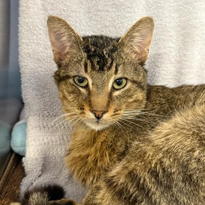 Enlarge Biscuit, a Adoptable mixed breed in Madison, WI image 2/3