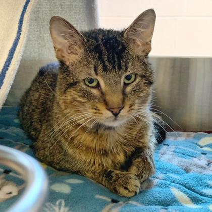 Enlarge Biscuit, a Adoptable mixed breed in Madison, WI image 3/3