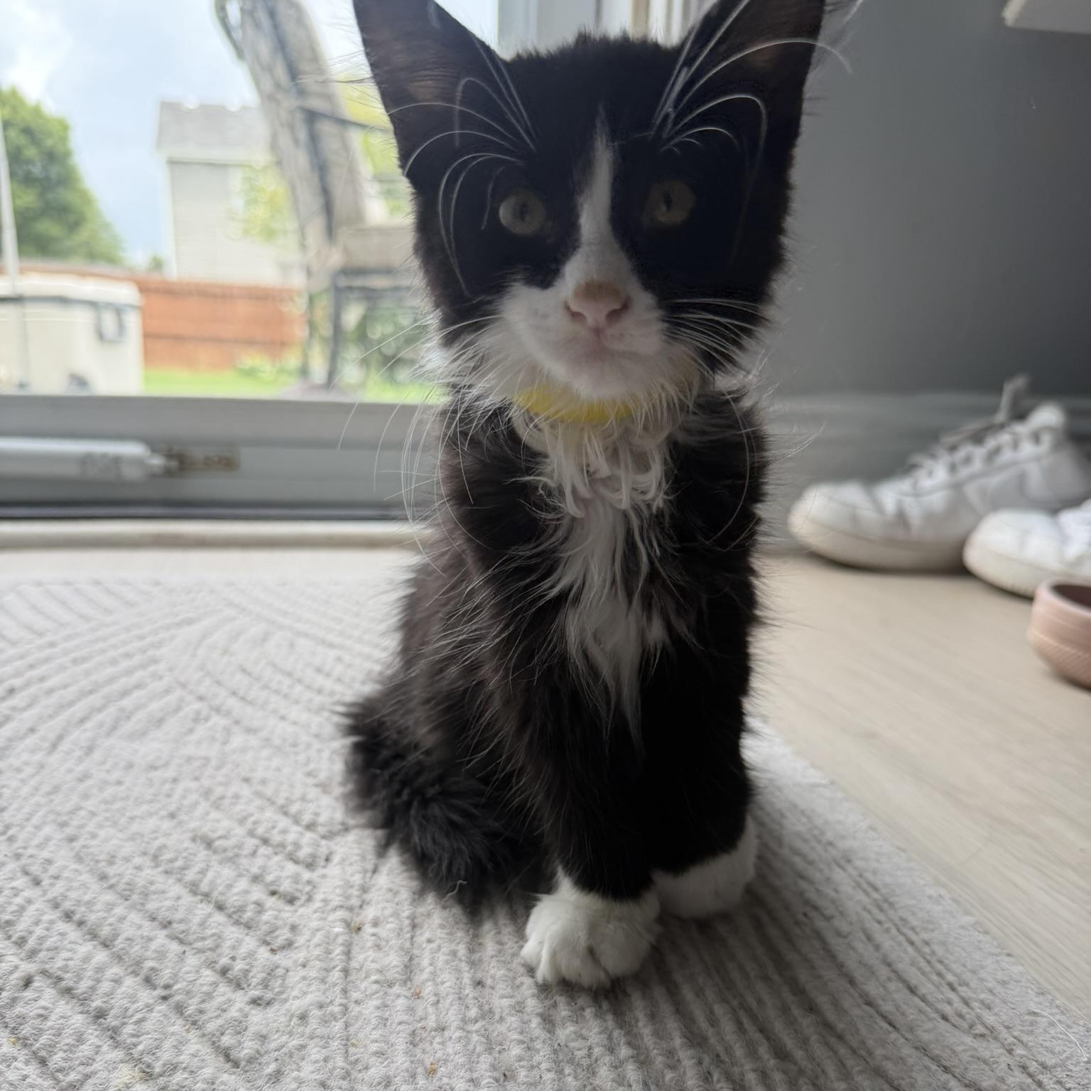 Yin, an adoptable Tuxedo in atlanta, GA image 3/3
