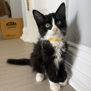 Yin, an adoptable Tuxedo in atlanta, GA image 1/3