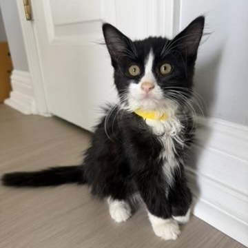 Yin, an adoptable Tuxedo in atlanta, GA image 2/3