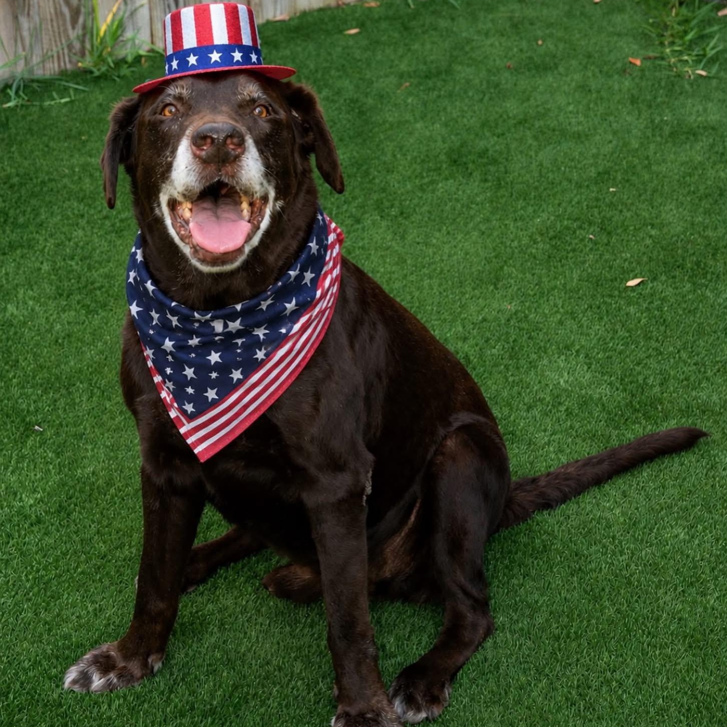 Jeff, a ADOPTABLE Chocolate Labrador Retriever in Houston, TX image 2/4