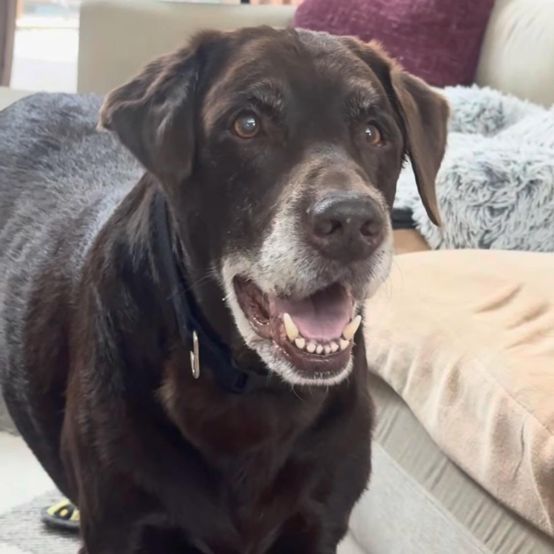 Jeff, a ADOPTABLE Chocolate Labrador Retriever in Houston, TX image 4/4