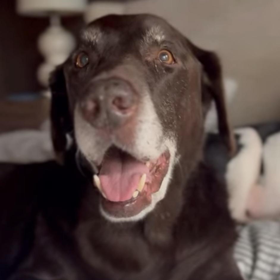 Jeff, ADOPTABLE, Senior Male Chocolate Labrador Retriever.