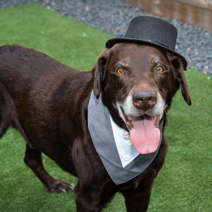 Jeff, a ADOPTABLE Chocolate Labrador Retriever in Houston, TX image 3/4